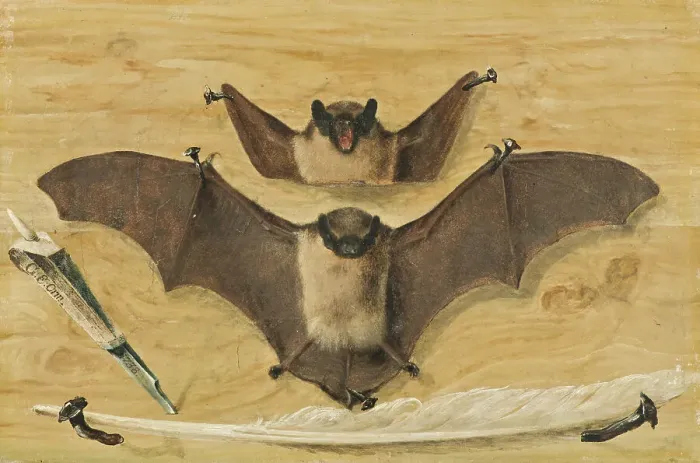 Framed Print : Trompe l'oeil: Two bats nailed to a timber wall, knife and quill pen ('The Bat Painting'), 1738. Creator: Gabriel Orm. Trompe l'oeil: Two bats nailed to a timber wall, knife and quill pen ('The Bat Painting'), 1738. Creator: Gabriel Orm Framed Print : Trompe l'oeil: Two bats nailed to a timber wall, knife and quill pen ('The Bat Painting'), 1738. Creator: Gabriel Orm. Trompe l'oeil: Two bats nailed to a timber wall, knife and quill pen ('The Bat Painting'), 1738. Creator: Gabriel Orm