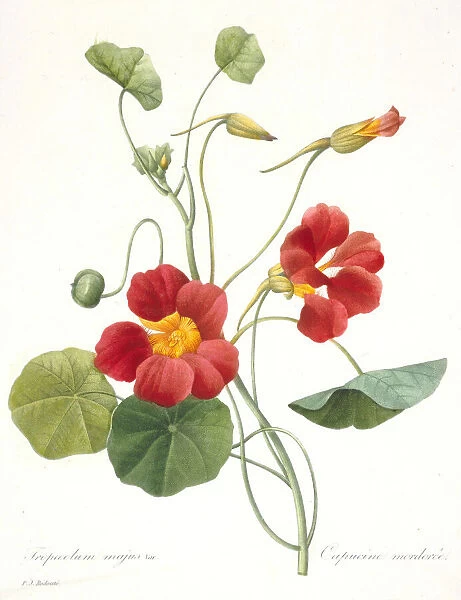 Tropaeolum majus (Garden Nasturtium), 1827. Creator: Redouté