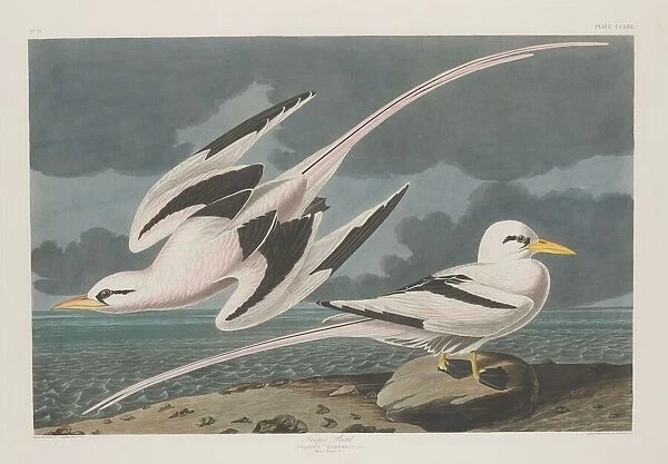 Tropic Bird, 1835. Creator: Robert Havell