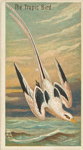 The Tropic Bird, from the Birds of the Tropics series (N5) for Allen &