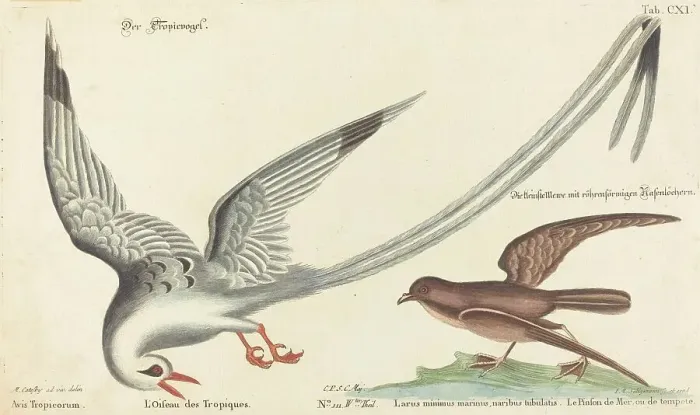 Framed Print : The Tropic Bird (Phaeton aethereus), probably 1743 / 1762. Creator: Johann Michael Seligmann Framed Print : The Tropic Bird (Phaeton aethereus), probably 1743 / 1762. Creator: Johann Michael Seligmann