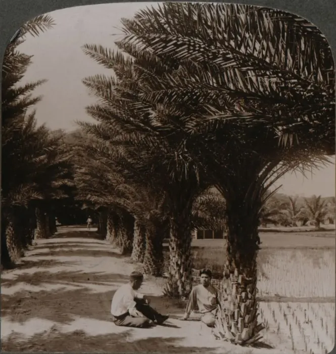 Framed Print : Tropical beauty of an avenue of date palms, Moanalua near Honolulu, H. Is. c1900 Framed Print : Tropical beauty of an avenue of date palms, Moanalua near Honolulu, H. Is. c1900