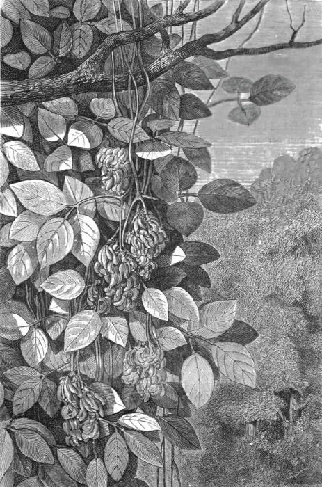 Framed Print : Tropical Creepers; A zigzag journey through Mexico, 1875. Creator: Thomas Mayne Reid Framed Print : Tropical Creepers; A zigzag journey through Mexico, 1875. Creator: Thomas Mayne Reid