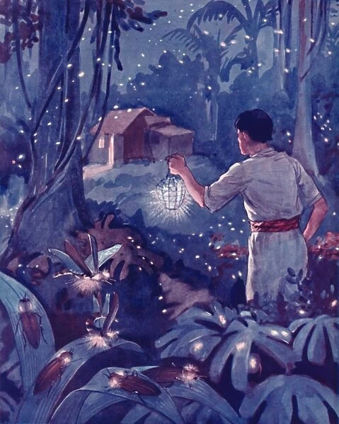 Tropical Fireflies as Dancing Points of Light, 1935