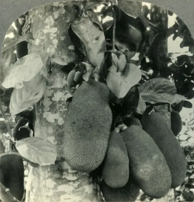 Framed Print : Tropical Fruit as it Grows on the Island of Java, c1930s. Creator: Unknown Framed Print : Tropical Fruit as it Grows on the Island of Java, c1930s. Creator: Unknown