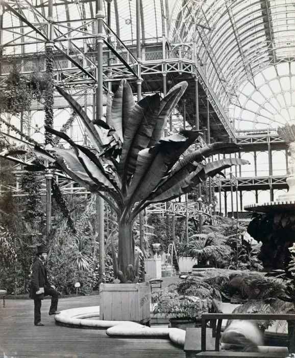 Framed Print : Tropical plants in the Egyptian Room, Crystal Palace, Sydenham, London, 1854. Artist Framed Print : Tropical plants in the Egyptian Room, Crystal Palace, Sydenham, London, 1854. Artist