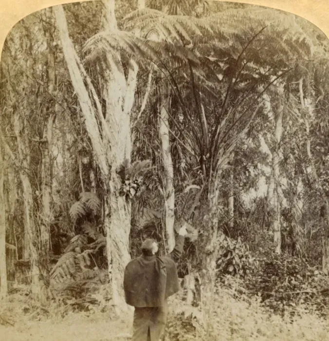 Framed Print : Tropical scene in the Heart of the Hawaiian Island, 1896. Creator: Strohmeyer & Wyman Framed Print : Tropical scene in the Heart of the Hawaiian Island, 1896. Creator: Strohmeyer & Wyman