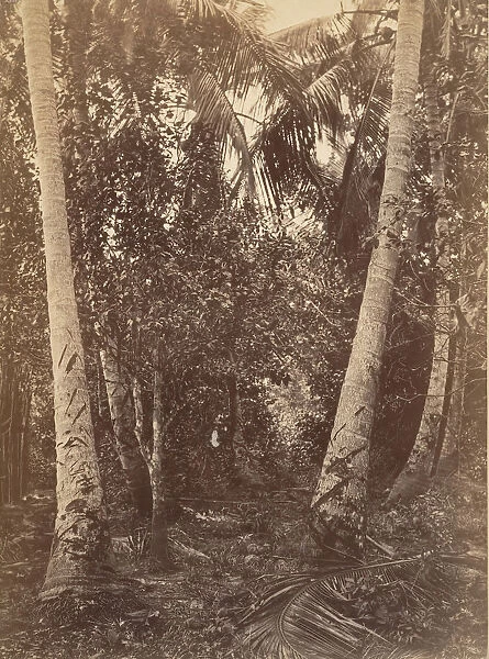 Tropical Scenery, Forest Near Turbo, 1871. Creator: John Moran