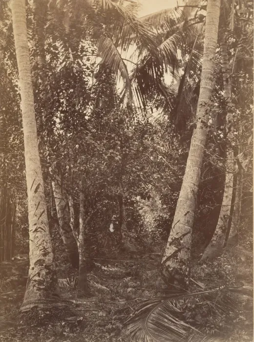 Framed Print : Tropical Scenery, Forest Near Turbo, 1871. Creator: John Moran Framed Print : Tropical Scenery, Forest Near Turbo, 1871. Creator: John Moran