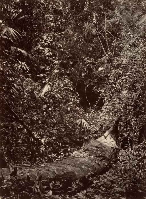 Framed Print : Tropical Scenery, Tropical Forest, 1871. Creator: John Moran Framed Print : Tropical Scenery, Tropical Forest, 1871. Creator: John Moran