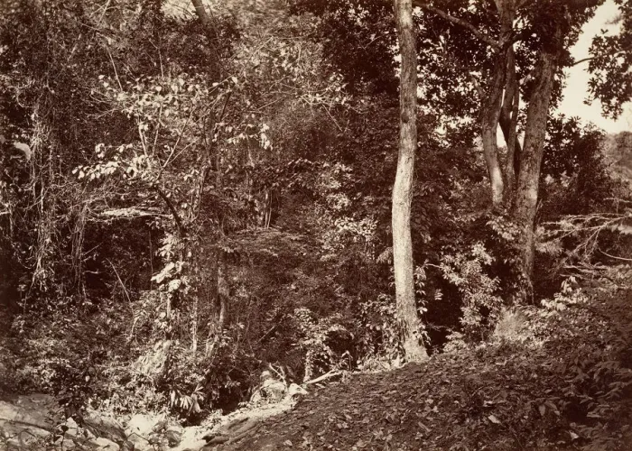 Framed Print : Tropical Scenery, View Near Chipigana, 1871. Creator: John Moran Framed Print : Tropical Scenery, View Near Chipigana, 1871. Creator: John Moran