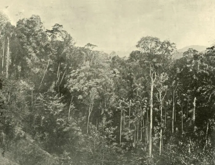 Framed Print : Tropical Scrubs, Blackall Range, Queensland, 1901. Creator: Unknown Framed Print : Tropical Scrubs, Blackall Range, Queensland, 1901. Creator: Unknown