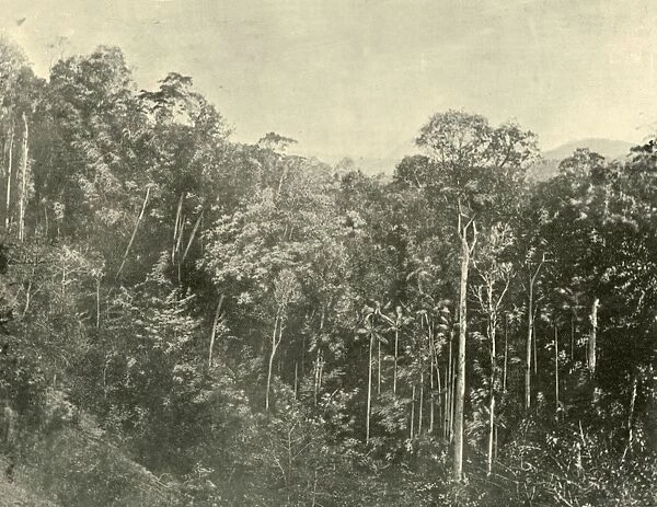 Tropical Scrubs, Blackall Range, Queensland, 1901. Creator: Unknown
