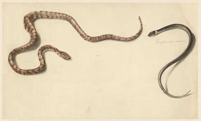Framed Print : Two tropical snakes, 1824-1900. Creator: Albertus Steenbergen Framed Print : Two tropical snakes, 1824-1900. Creator: Albertus Steenbergen