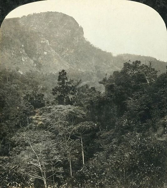 Tropical Vegetation in the Barron River Gorge, ... Cairns, Queensland, Australia, c1909
