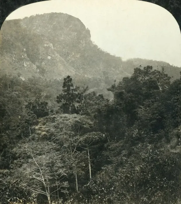 Framed Print : Tropical Vegetation in the Barron River Gorge... Cairns, Queensland, Australia, c1909 Framed Print : Tropical Vegetation in the Barron River Gorge... Cairns, Queensland, Australia, c1909