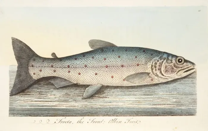 Framed Print : The Trout, from A Treatise on Fish and Fish-ponds, pub. 1832 (hand coloured engraving) Framed Print : The Trout, from A Treatise on Fish and Fish-ponds, pub. 1832 (hand coloured engraving)