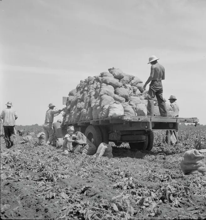 Framed Print : Truck being loaded as it goes down the rows, Shafter, California, 1937. Creator: Dorothea Lange Framed Print : Truck being loaded as it goes down the rows, Shafter, California, 1937. Creator: Dorothea Lange