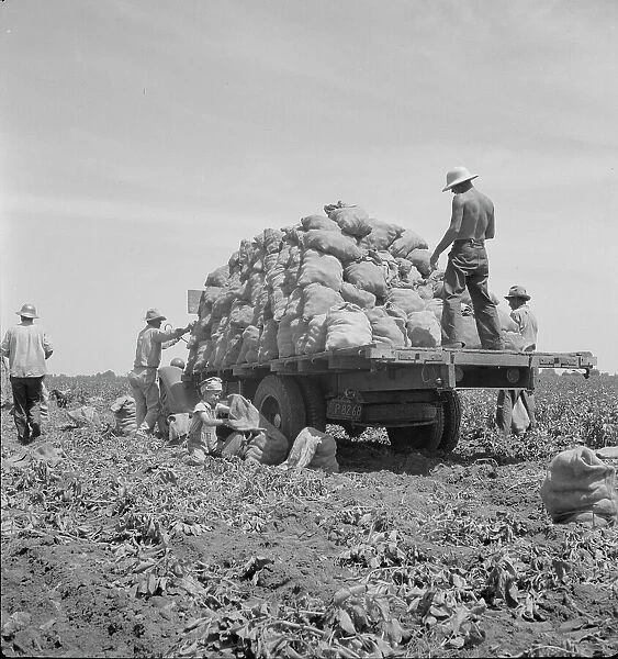 Truck being loaded as it goes down the rows, Shafter, California, 1937. Creator: Dorothea Lange