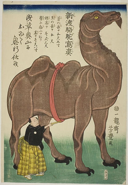 True Drawing of a Newly Arrived Camel (Shinto rakuda shashin), 1863