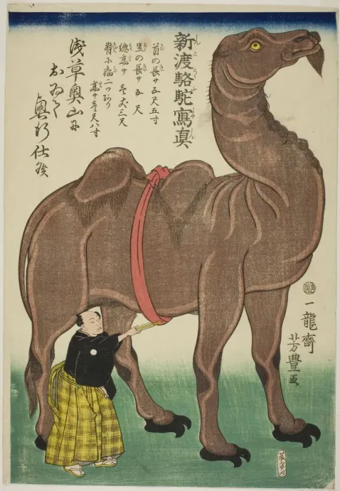 Framed Print : True Drawing of a Newly Arrived Camel (Shinto rakuda shashin), 1863 Framed Print : True Drawing of a Newly Arrived Camel (Shinto rakuda shashin), 1863
