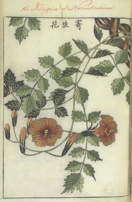 Framed Print : Trumpet flower, 1750-1765. Creator: Shimada Mitsufusa Framed Print : Trumpet flower, 1750-1765. Creator: Shimada Mitsufusa