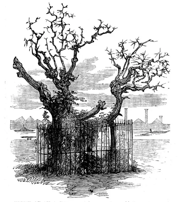 Framed Print : Trunk of an Aged Sycamore in the Temple Gardens, 1858. Creator: Unknown Framed Print : Trunk of an Aged Sycamore in the Temple Gardens, 1858. Creator: Unknown
