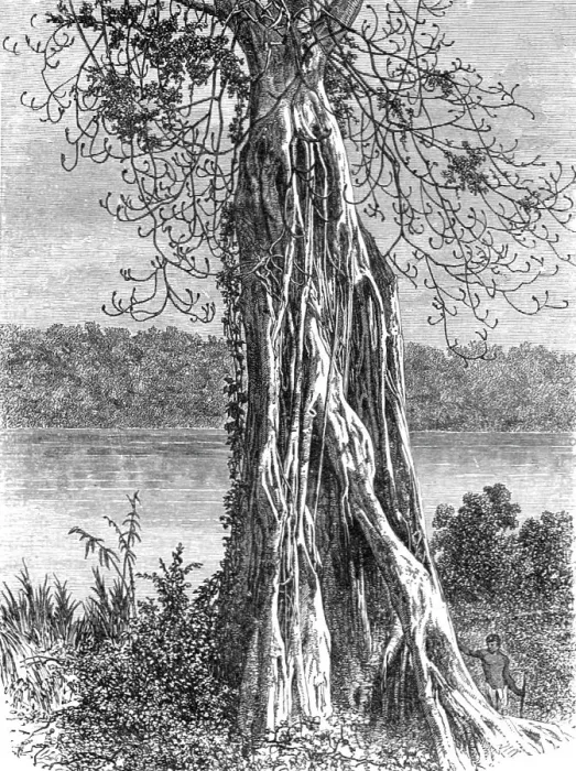 Framed Print : Trunk of the ovounchua, a species of Ticus'; The Gaboon. 1875. Creator: Unknown. Trunk of the ovounchua, a species of Ticus'; The Gaboon. 1875. Creator: Unknown Framed Print : Trunk of the ovounchua, a species of Ticus'; The Gaboon. 1875. Creator: Unknown. Trunk of the ovounchua, a species of Ticus'; The Gaboon. 1875. Creator: Unknown