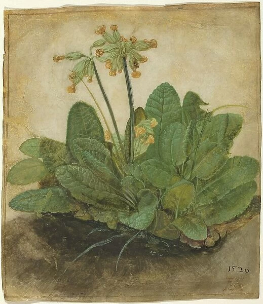 Tuft of Cowslips, 1526. Creator: Albrecht Durer