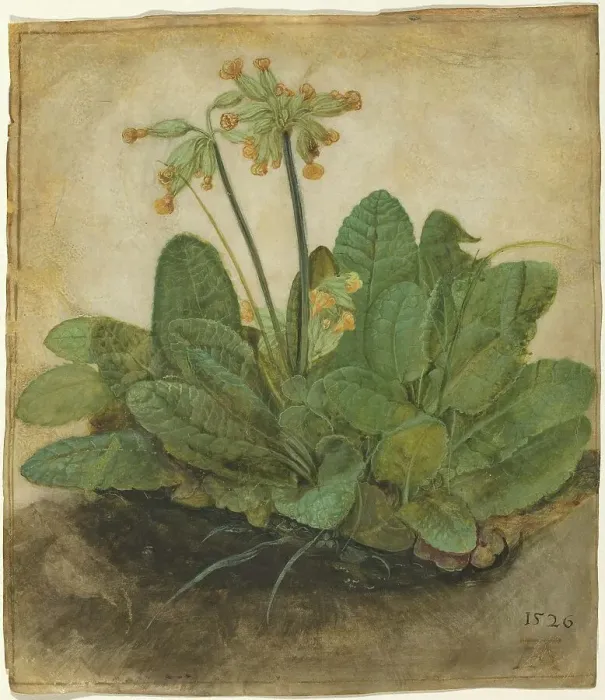 Framed Print : Tuft of Cowslips, 1526. Creator: Albrecht Durer Framed Print : Tuft of Cowslips, 1526. Creator: Albrecht Durer