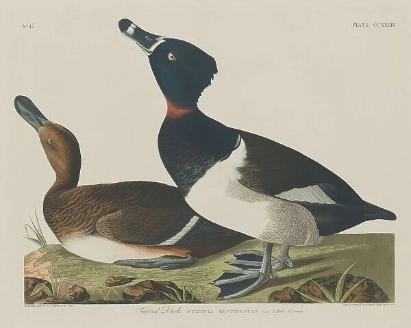 Tufted Duck, 1834. Creator: Robert Havell