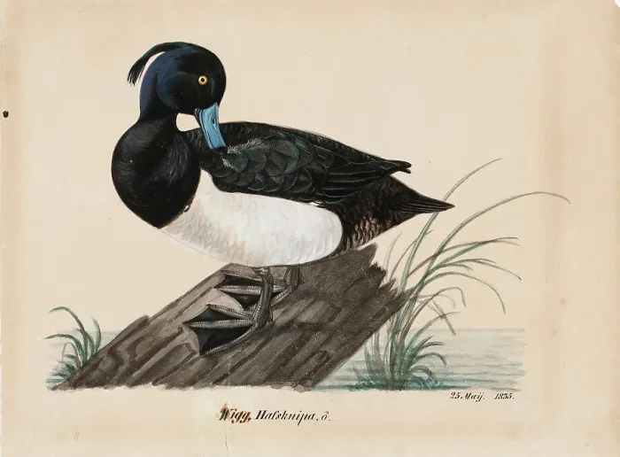 Framed Print : Tufted Duck, 1835. Creator: Magnus von Wright Framed Print : Tufted Duck, 1835. Creator: Magnus von Wright