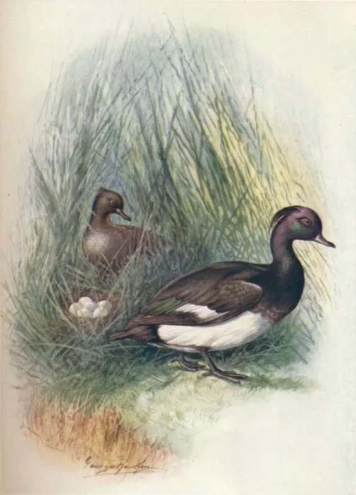 Framed Print : Tufted Duck - Fulig ula crista ta, c1910, (1910). Artist: George James Rankin Framed Print : Tufted Duck - Fulig ula crista ta, c1910, (1910). Artist: George James Rankin