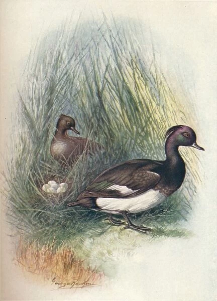 Tufted Duck - Fulig ula crista ta, c1910, (1910). Artist: George James Rankin