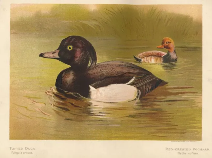 Framed Print : Tufted Duck (Fuligata cristata), Red-Crested Pochard (Netta rufina), 1900, (1900). Artist: Charles Whymper Framed Print : Tufted Duck (Fuligata cristata), Red-Crested Pochard (Netta rufina), 1900, (1900). Artist: Charles Whymper