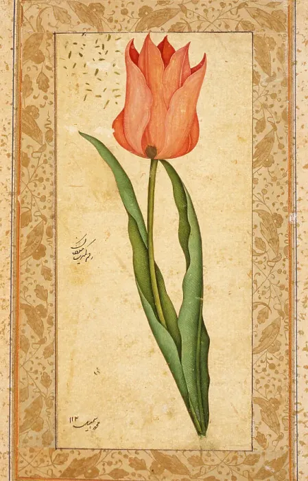 Framed Print : Tulip, 1708-1709 / 1120 A.H.. Creator: Unknown Framed Print : Tulip, 1708-1709 / 1120 A.H.. Creator: Unknown