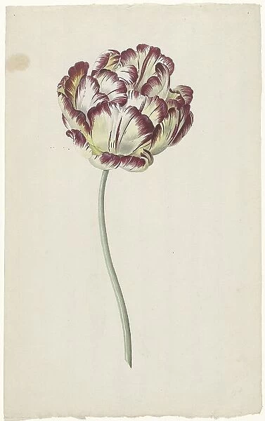 Tulip, 1783-1850. Creator: Louis Moritz