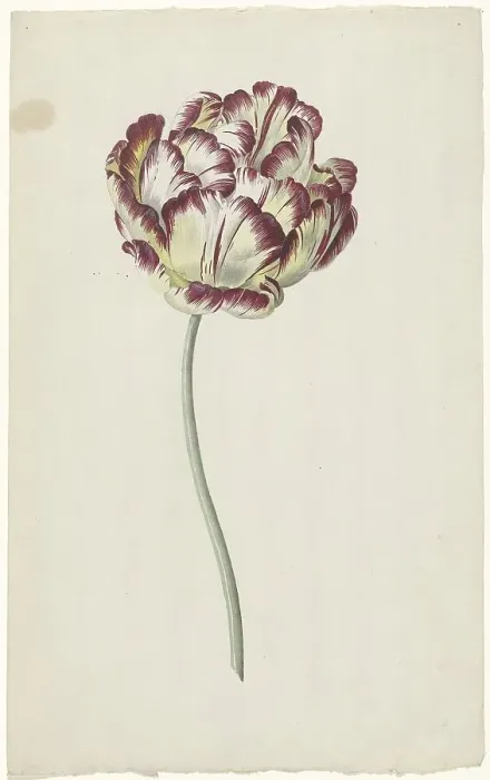 Framed Print : Tulip, 1783-1850. Creator: Louis Moritz Framed Print : Tulip, 1783-1850. Creator: Louis Moritz