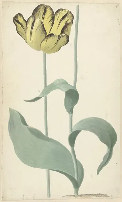 Framed Print : The tulip Bizard Louis d'Effroy, 1765. Creator: Cornelis van Noorde Framed Print : The tulip Bizard Louis d'Effroy, 1765. Creator: Cornelis van Noorde
