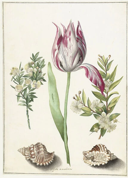 Tulip, two branches of myrtle and two shells, um 1700