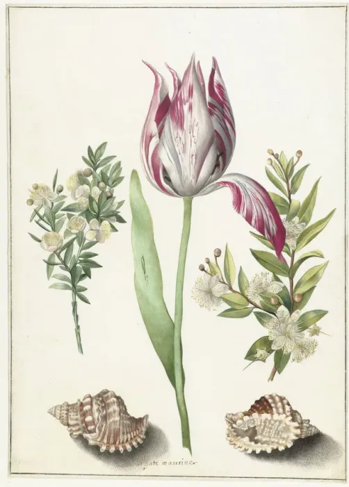 Framed Print : Tulip, two branches of myrtle and two shells, um 1700 Framed Print : Tulip, two branches of myrtle and two shells, um 1700