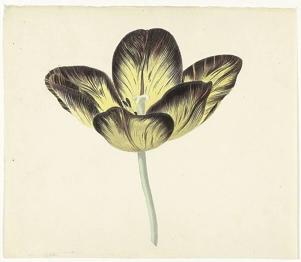Tulip called Bizard Egiptienne, 1741-1795. Creator: Cornelis van Noorde