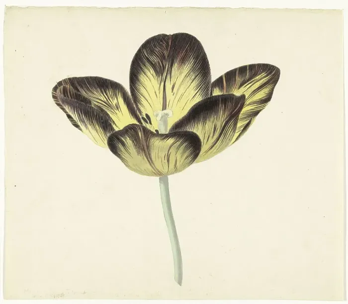 Framed Print : Tulip called Bizard Egiptienne, 1741-1795. Creator: Cornelis van Noorde Framed Print : Tulip called Bizard Egiptienne, 1741-1795. Creator: Cornelis van Noorde