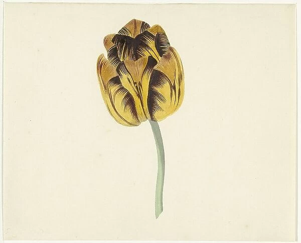 Tulip called Bizard Leodie, 1741-1795. Creator: Cornelis van Noorde
