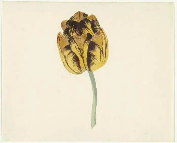 Framed Print : Tulip called Bizard Leodie, 1741-1795. Creator: Cornelis van Noorde Framed Print : Tulip called Bizard Leodie, 1741-1795. Creator: Cornelis van Noorde