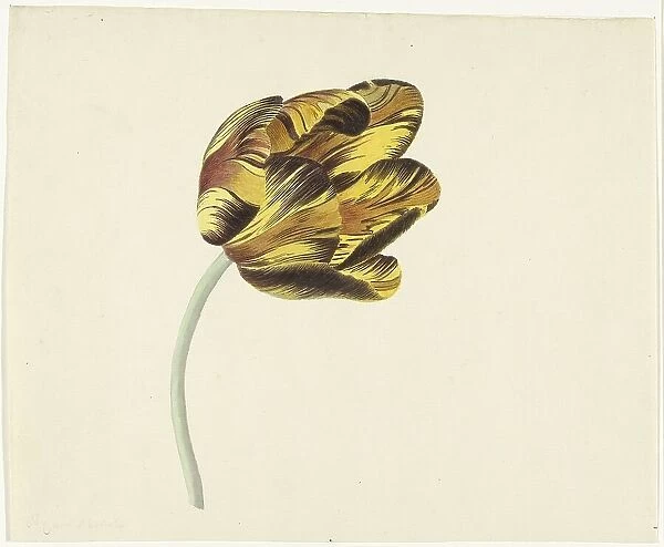 Tulip called Bizard Phoenix, 1741-1795. Creator: Cornelis van Noorde