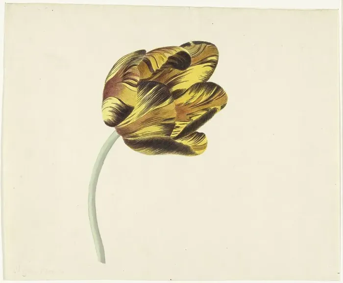 Framed Print : Tulip called Bizard Phoenix, 1741-1795. Creator: Cornelis van Noorde Framed Print : Tulip called Bizard Phoenix, 1741-1795. Creator: Cornelis van Noorde