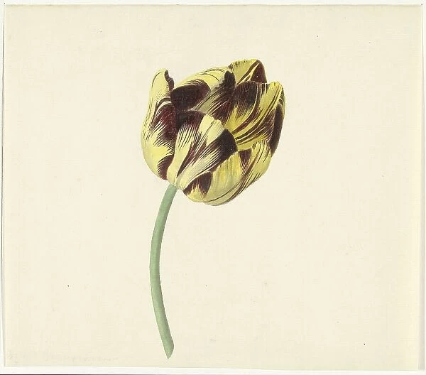 Tulip called Bizard Pontifex Romanus, 1741-1795. Creator: Cornelis van Noorde