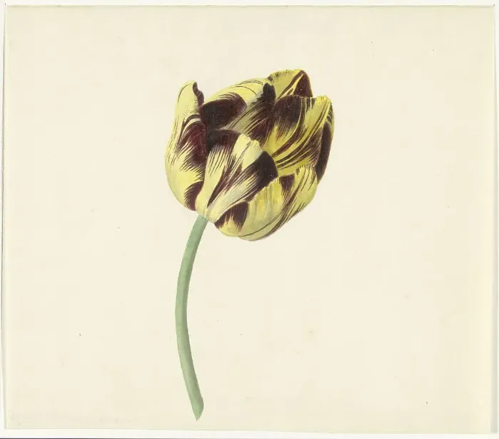 Framed Print : Tulip called Bizard Pontifex Romanus, 1741-1795. Creator: Cornelis van Noorde Framed Print : Tulip called Bizard Pontifex Romanus, 1741-1795. Creator: Cornelis van Noorde