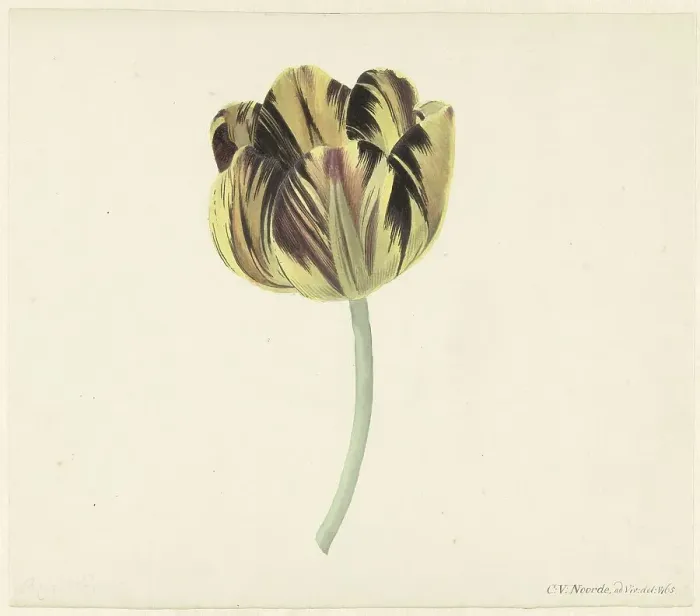 Framed Print : Tulip called Bizard Rosette, 1741-1795. Creator: Cornelis van Noorde Framed Print : Tulip called Bizard Rosette, 1741-1795. Creator: Cornelis van Noorde